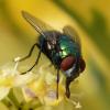 Lucilia sericata